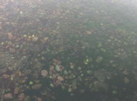 The water near the jetty
