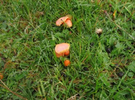 Orange mushrooms