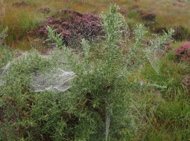Spider webs on gorse