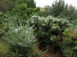 A lot of spider webs on gorse