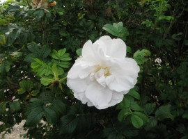 A nice-smelling rose