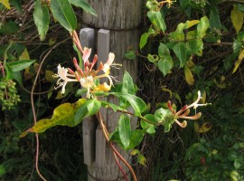 Honeysuckle flowers