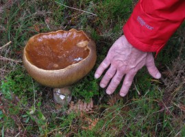 A very big mushroom