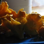 Mushroom foraging and rainy days in Lochaber, Scotland – August