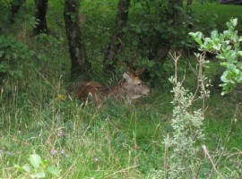 Campsite resident stag