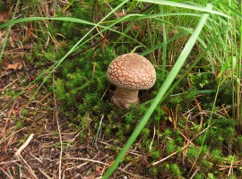 Mushroom in woods