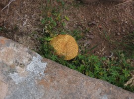 Mushroom in Toll Ban