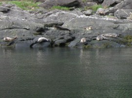 Seals lying on the shore of Loch Scavaig
