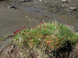 Thrift by Loch Coir' a' Ghrunnda