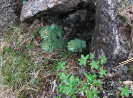 Roseroot and Alpine Lady's Mantle