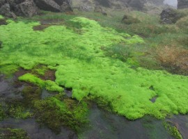 Vivid green moss at spring