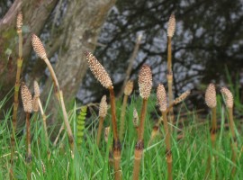 Horsetail