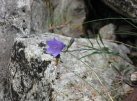Harebell