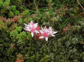 Stonecrop among moss