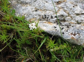 Heath bedstraw
