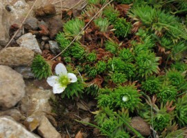 Saxifrage