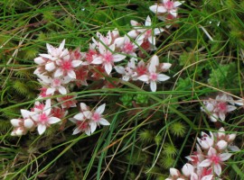 Group of stonecrop flowers
