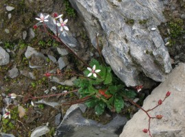 Starry saxifrage