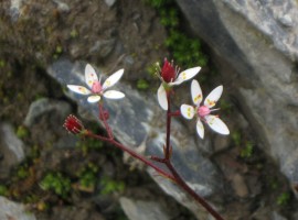 Starry saxifrage close-up