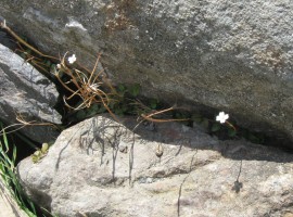 New Zealand Willowherb